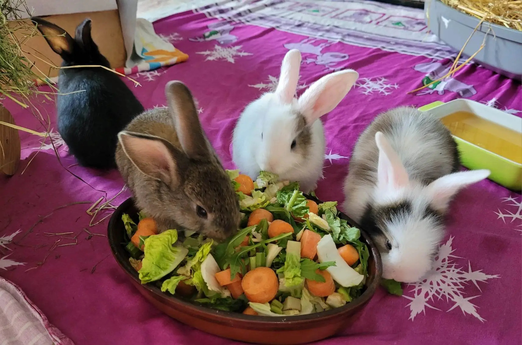 Tierchenpark Westerwald (06.07.2024)