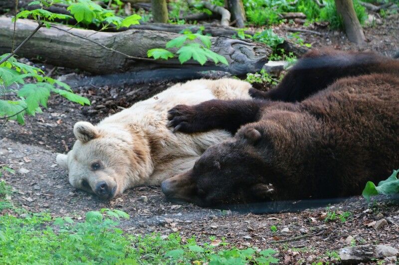 Bärenpark Schwarzwald