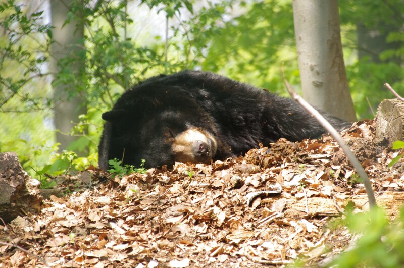 Bärenpark Thüringen