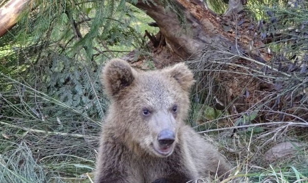 Bärenpark im Schwarzwald