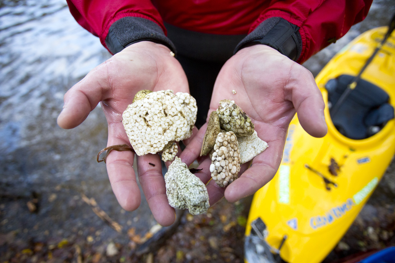 Freiwilligen­einsatz mit Clean­river­projekt auf der Mosel