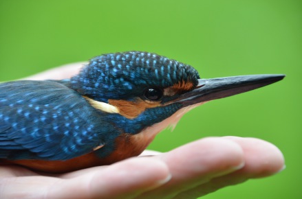 Wildvogelpflege­station Kirchwald